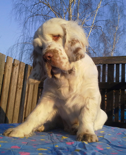 clumber spaniel puppies