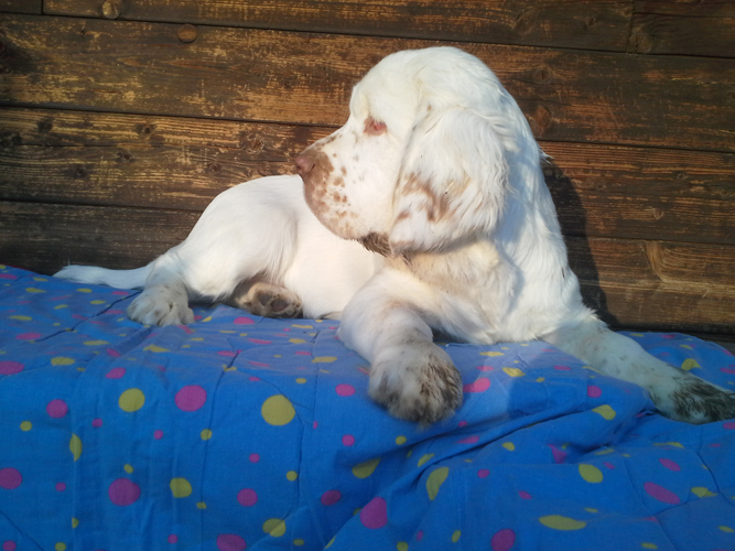 clumber spaniel puppies