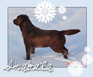 labradorsk retriever Anabela z Trojnku