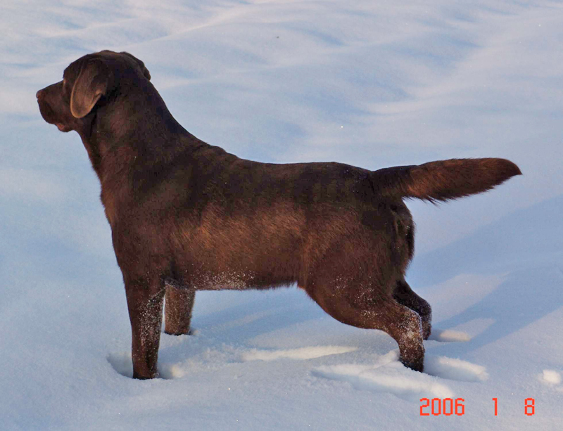 labrador retrvr Anabela z Trojnku