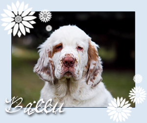 clumber spaniel Ballu od Blch jelen