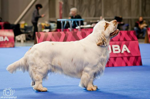 clumber spaniel CACIB Brno