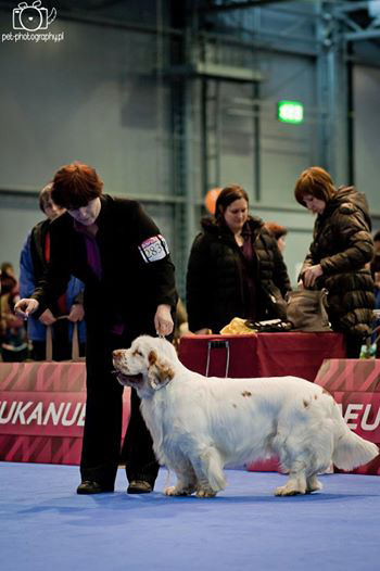 clumber spaniel CACIB Brno