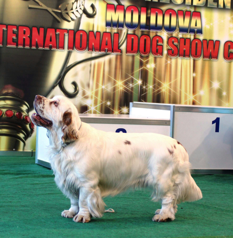 clumber spaniel CACIB Moladava