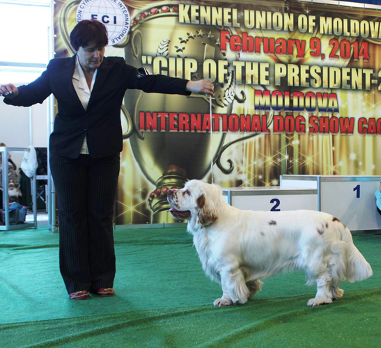 clumber spaniel CACIB Moladava