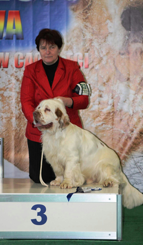 clumber spaniel CACIB Moladava