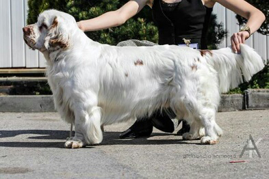 clumber spaniel Ballu Boy od Blch jelen