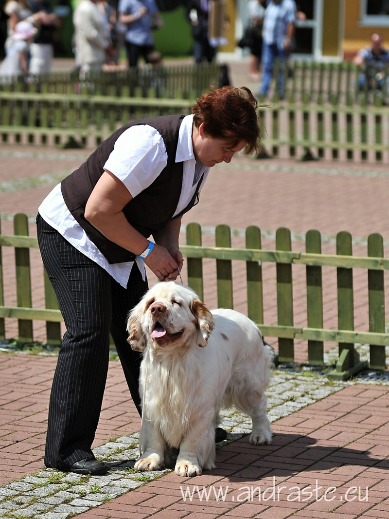 clumber spaniel Ballu Boy od Blch jelen