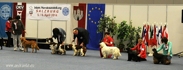 clumber spaniel Ballu Boy od Blch jelen