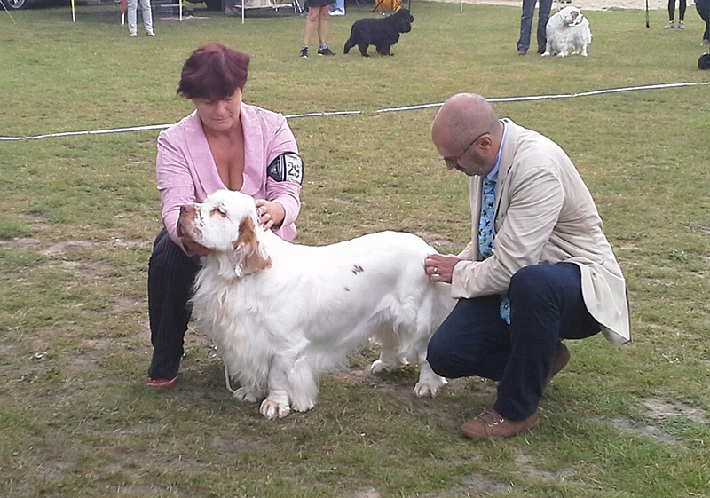 clumber spaniel Ballu Boy od Blch jelen