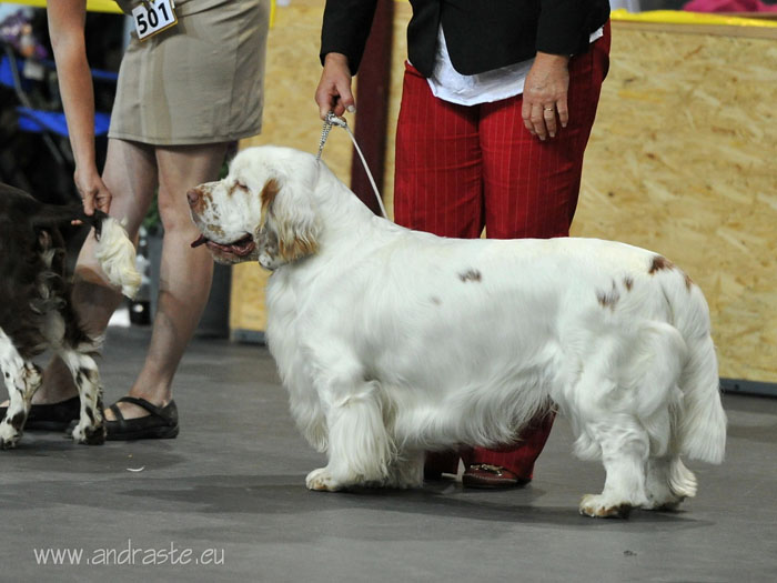 clumber spaniel Ballu Boy od Blch jelen