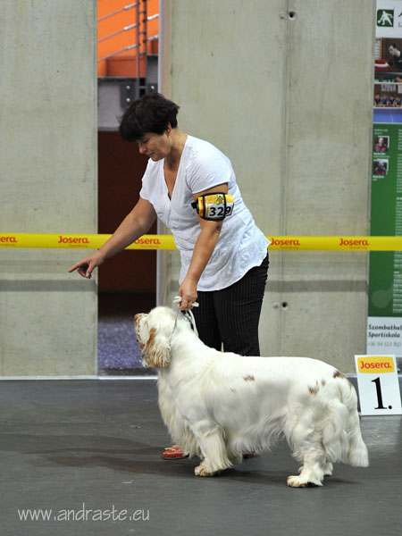 clumber spaniel Ballu Boy od Blch jelen