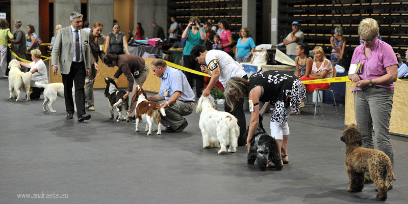 clumber spaniel Ballu Boy od Blch jelen