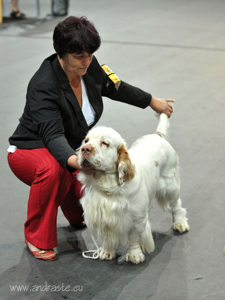 clumber spaniel Ballu Boy od Blch jelen