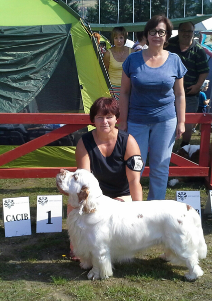 clumber spaniel Ballu Boy od Blch jelen