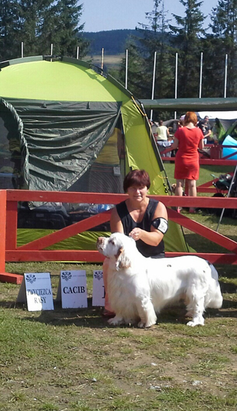 clumber spaniel Ballu Boy od Blch jelen