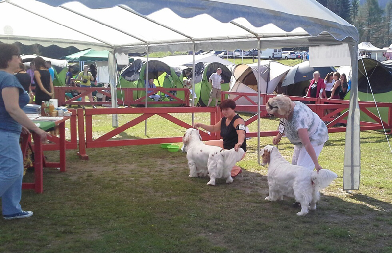 clumber spaniel Ballu Boy od Blch jelen