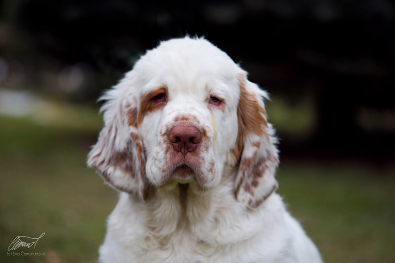 clumber spaniel Ballu od Blch Jelen