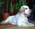clumber spaniel Ballu od Blch Jelen