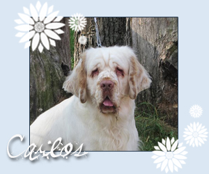 clumber spaniel Clumber Carlos od Blch jelen