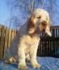 clumber spaniel Clumber Carlos od Blch Jelen