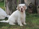 clumber spaniel Clumber Carlos od Blch Jelen