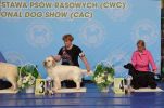 clumber spaniel Clumber Carlos od Blch Jelen