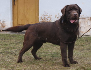 labradorsk retriever Chablais Sable Blue Caramelo