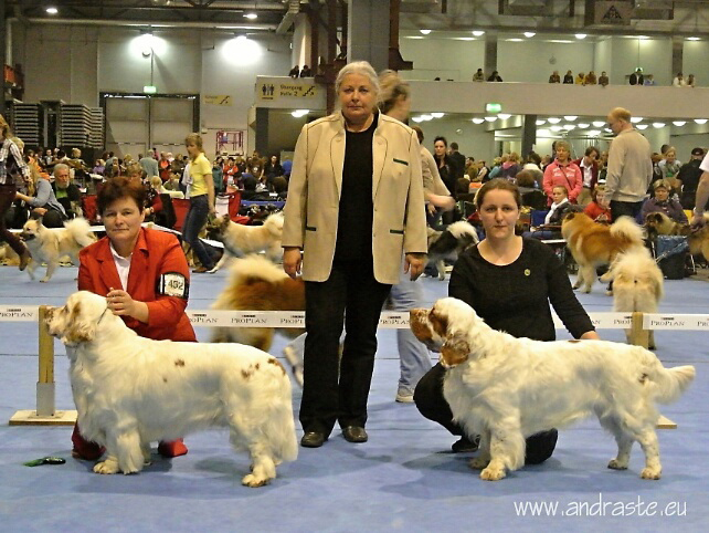 clumber spaniel Ballu Boy od Blch jelen