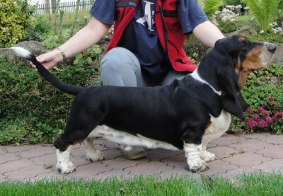 basset hound Cyril Bohemia Gorgony