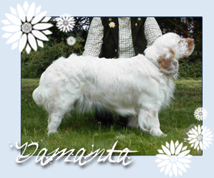 clumber spaniel Damanta Dalia z Rajlu