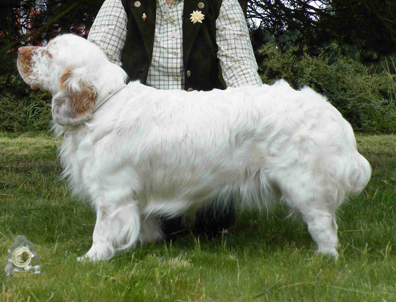 clumber spaniel Malibu do Meco