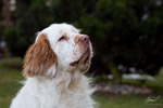 clumber spaniel Damantha Dalia z Rajlu