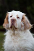 clumber spaniel Damantha Dalia z Rajlu