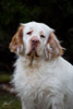 clumber spaniel Damantha Dalia z Rajlu