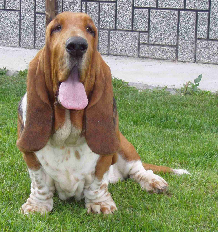 basset hound Desdemona z Valachitu