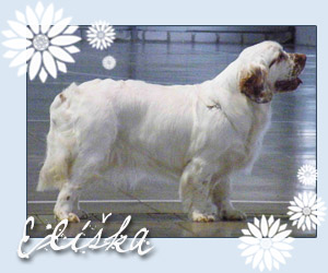 clumber spaniel  Elika Czech Beauty z Rajlu