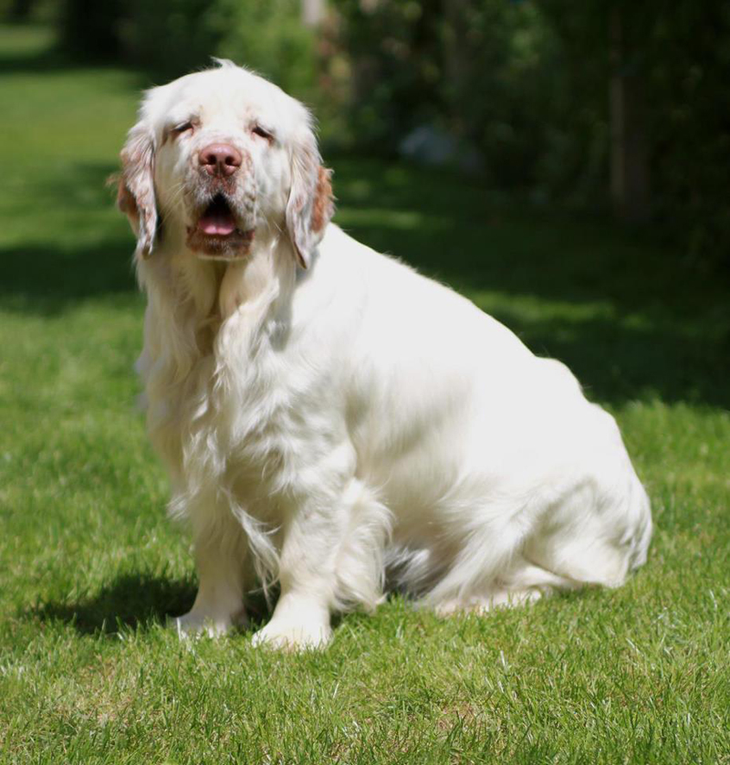 Eliška Czech Beauty z Rajšlu clumber spaniel Eliška Czech Beauty z Rajšlu