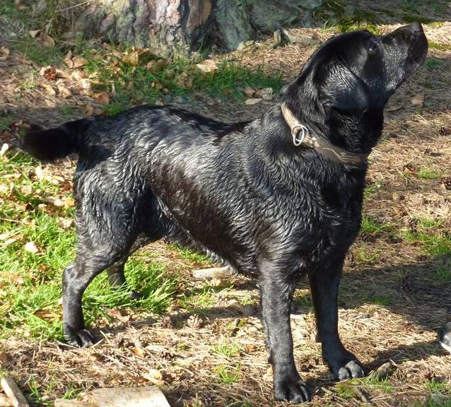 labradorsk retriever Flora Black od Blch jelen