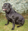 labrador retrvr Flora Black od Blch jelen