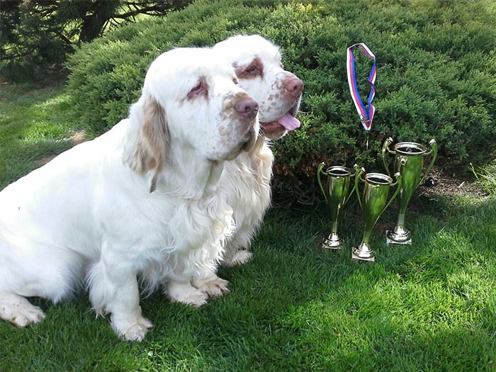 clumber spaniel Ballu Boy od Blch jelen