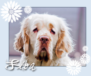 clumber spaniel Malibu do Meco