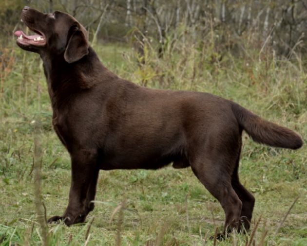 labradorsk retriever Mallorns Mocca Master