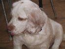 clumber spaniel vrh A