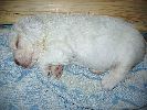 clumber spaniel vrh A