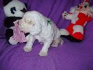 clumber spaniel vrh A