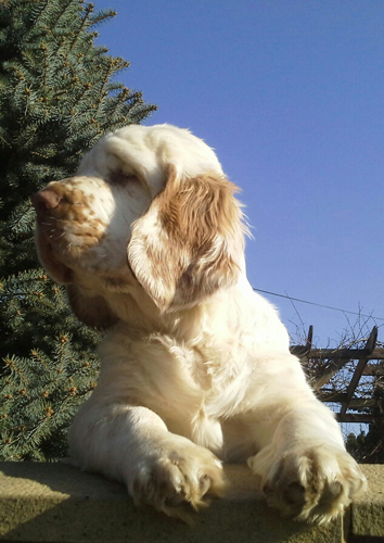 clumber spaniel puppies