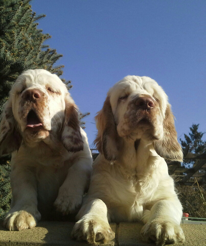 clumber spaniel puppies