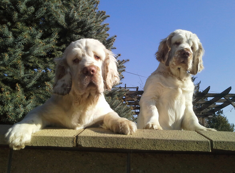 clumber spaniel puppies