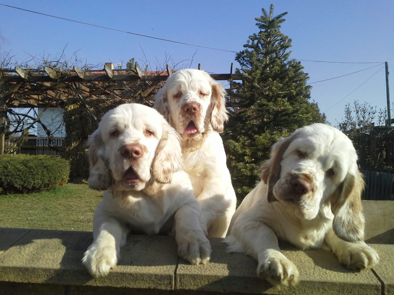 clumber spaniel puppies